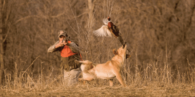 Pheasant