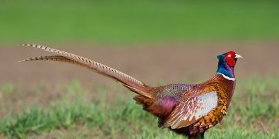 Portrait of a male pheasant (phasanius colchius).